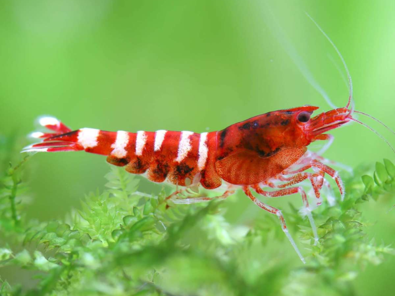 Image of Caridina cantonensis Image of Caridina cantonensis