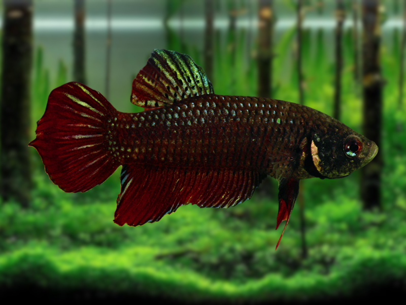 Image of Betta splendens Image of Betta splendens