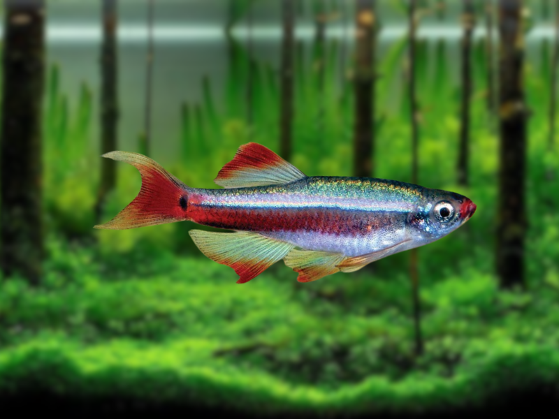 Image of Tanichthys albonubes Image of Tanichthys albonubes