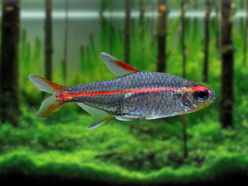 Image of Hemigrammus erythrozonus Image of Hemigrammus erythrozonus