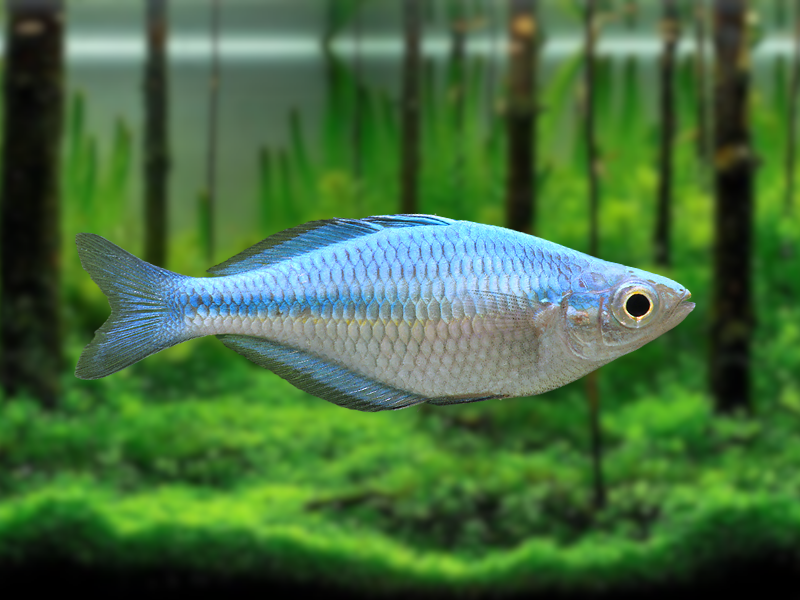 Image of Melanotaenia lacustris Image of Melanotaenia lacustris