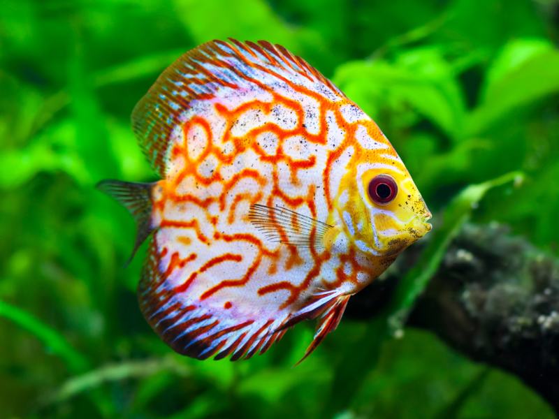 Image of Symphysodon aequifasciatus Image of Symphysodon aequifasciatus
