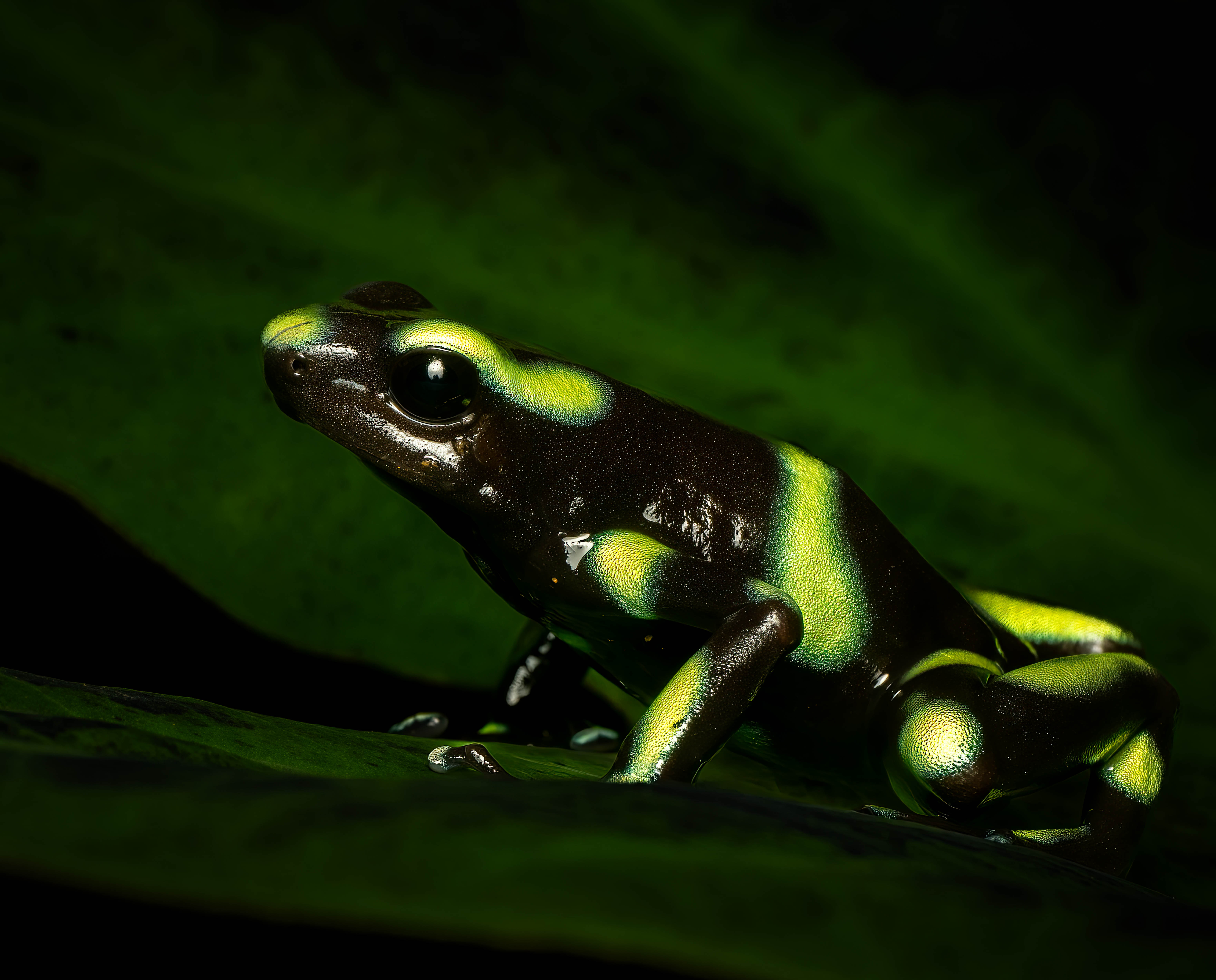 Green and Black Poison Dart Frog