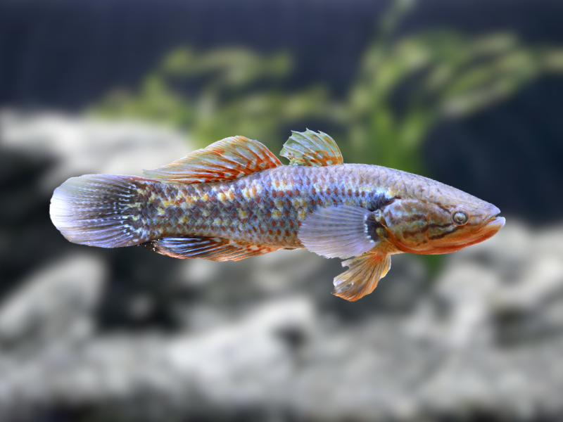 Image of Giuris margaritaceus Image of Giuris margaritaceus