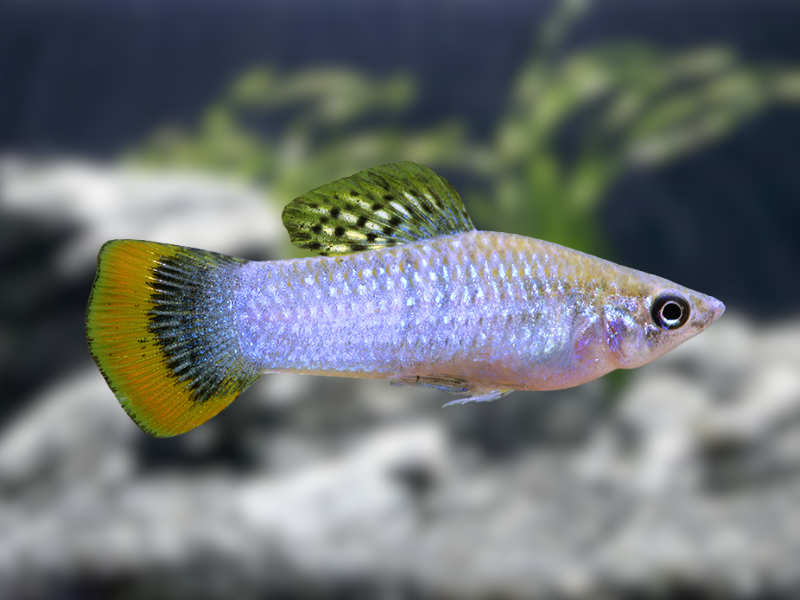 Image of Poecilia mexicana Image of Poecilia mexicana