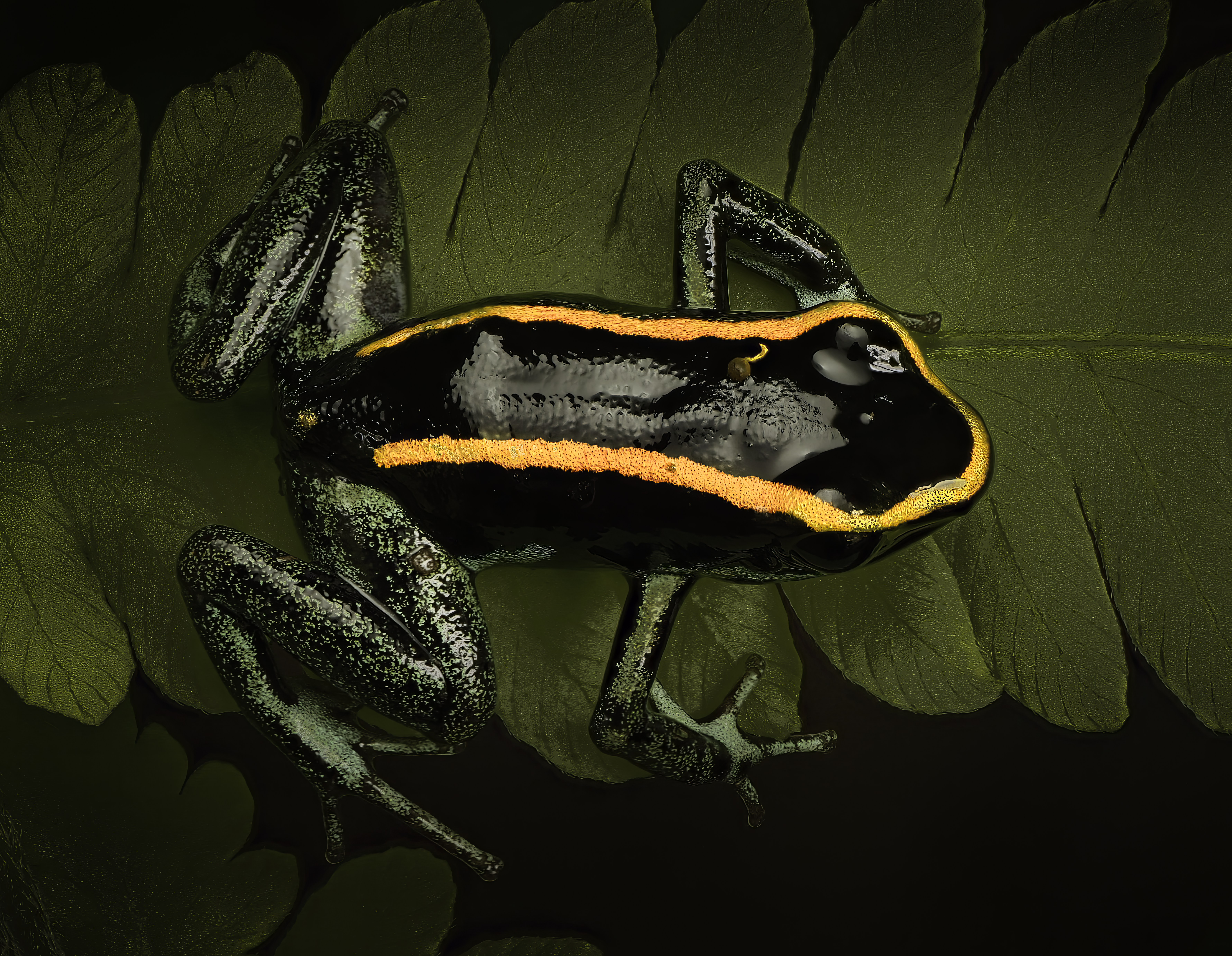 Dart frog overhead, macro photograph from the osa peninsula
