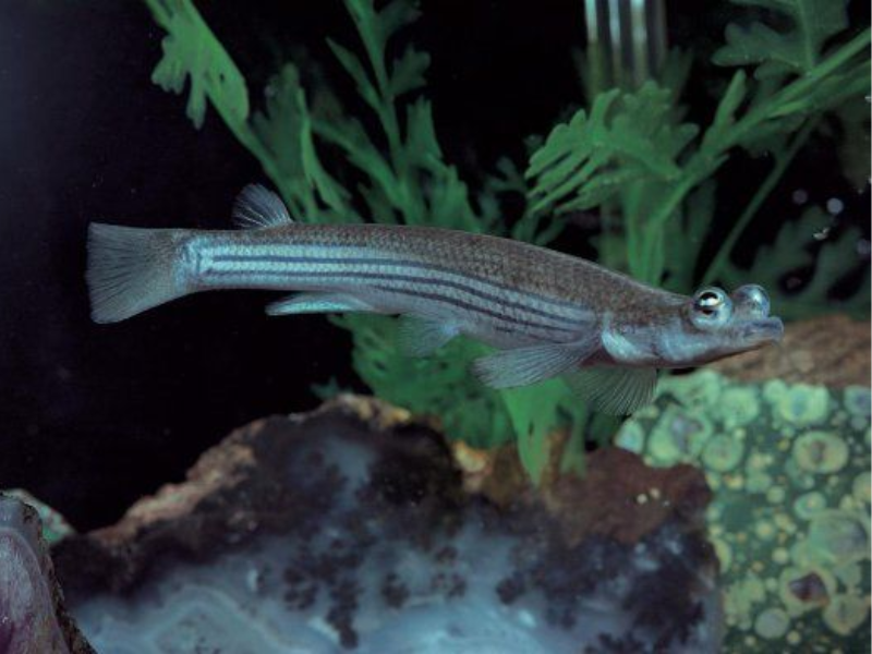 Image of Anableps anableps Image of Anableps anableps