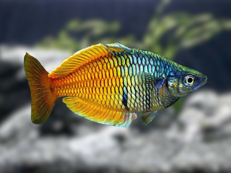 Image of Melanotaenia boesemani Image of Melanotaenia boesemani