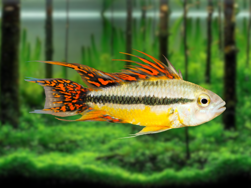 Image of Apistogramma cacatuoides Image of Apistogramma cacatuoides