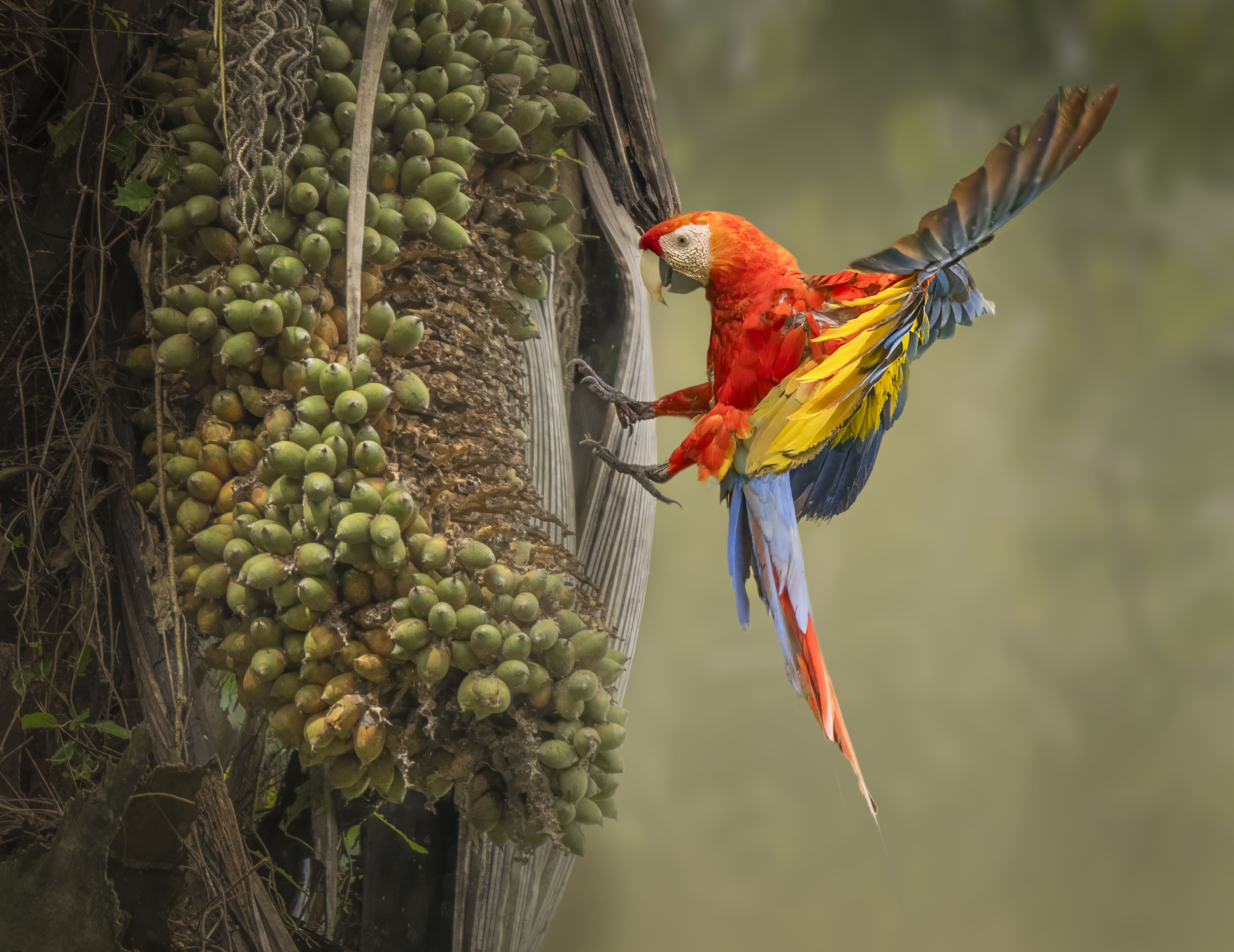 Scarlet macaw in rainforest canopy, osa peninsula, costa rica