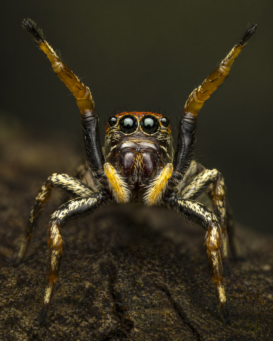 Jumping spider