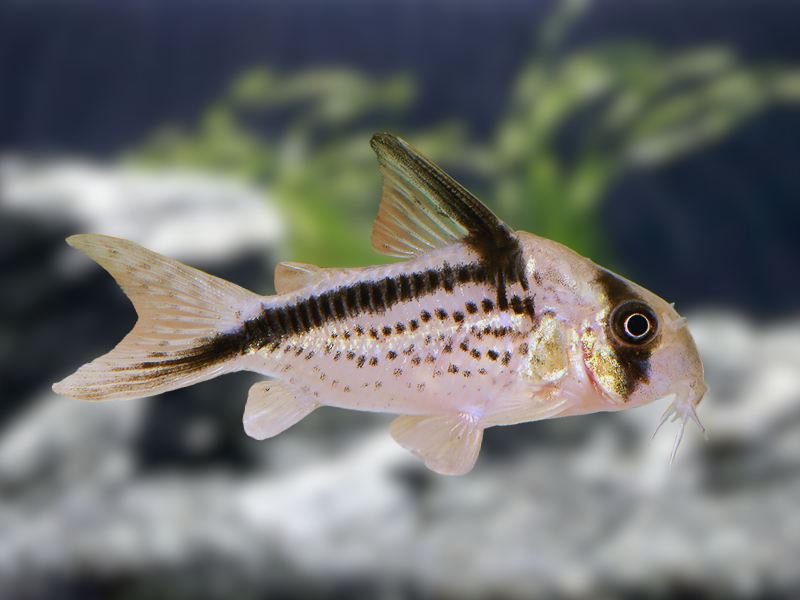 Image of Hoplisoma loxozonum Image of Hoplisoma loxozonum