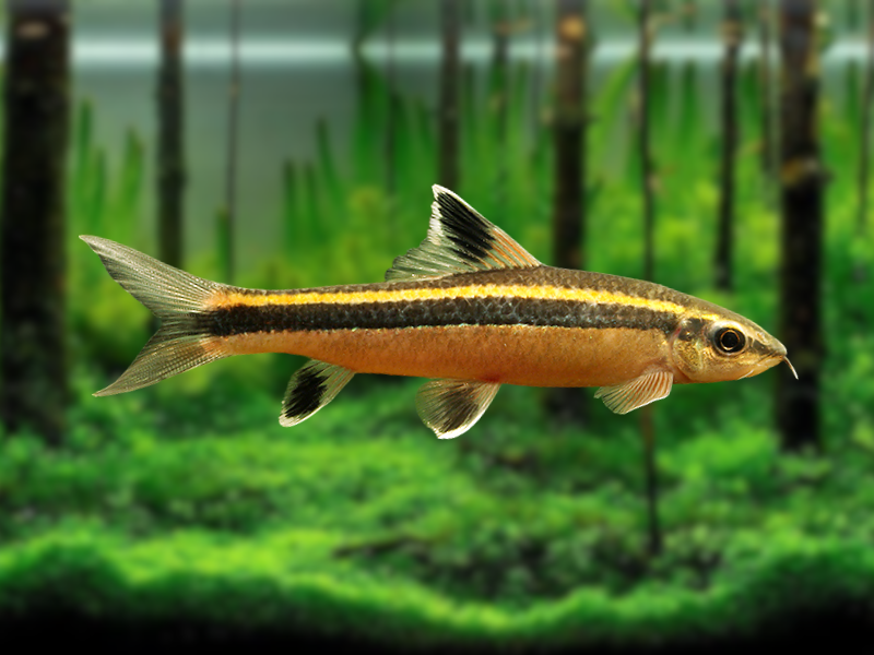 Image of Epalzeorhynchos kalopterus Image of Epalzeorhynchos kalopterus
