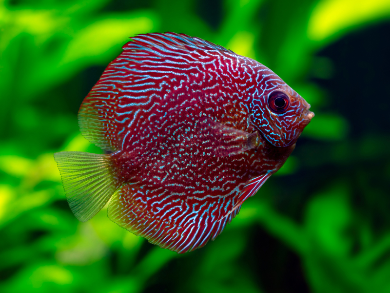 Image of Symphysodon aequifasciatus Image of Symphysodon aequifasciatus