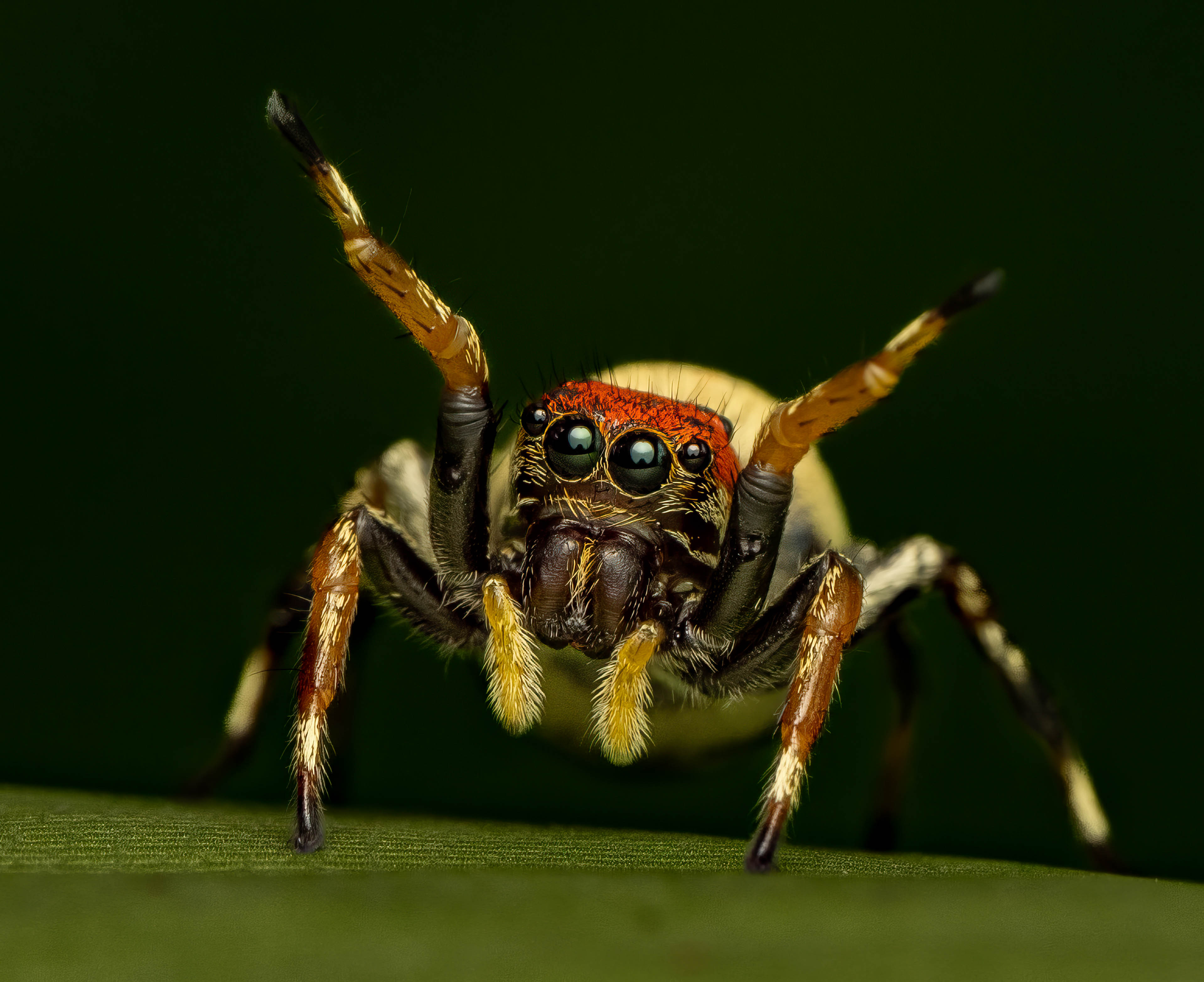 Jumping spider