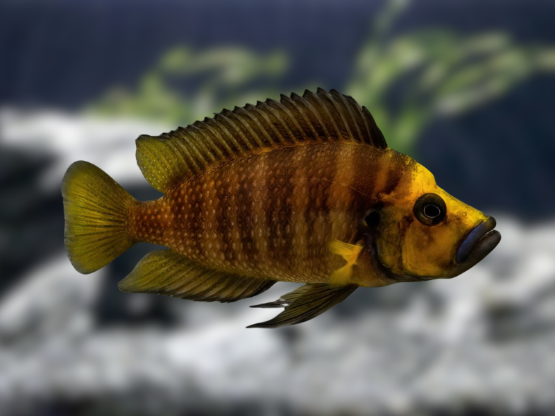 Image of Altolamprologus compressiceps Image of Altolamprologus compressiceps