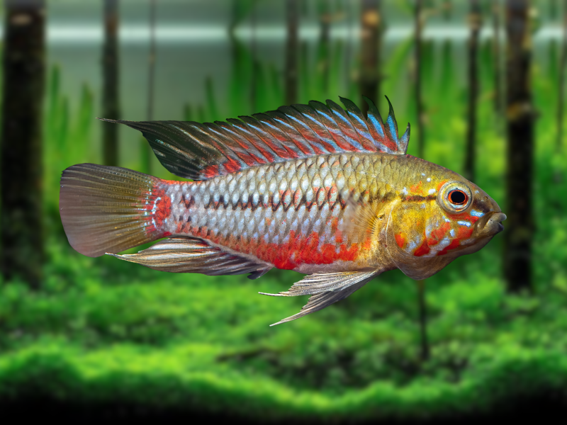 Image of Apistogramma hongsloi Image of Apistogramma hongsloi