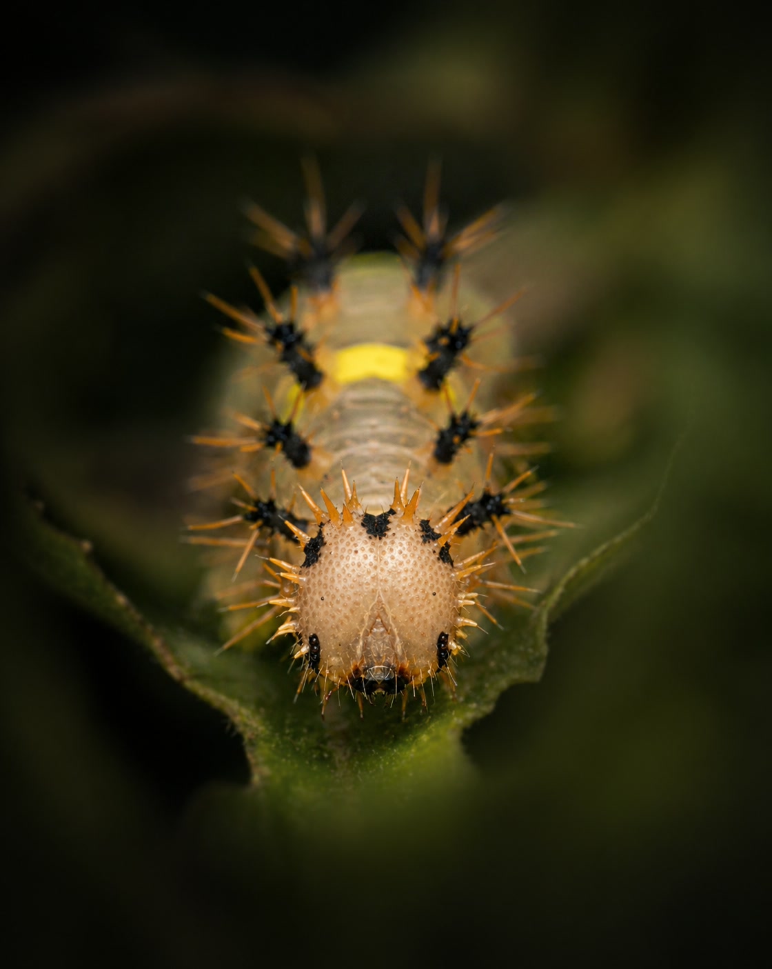 Caterpillar