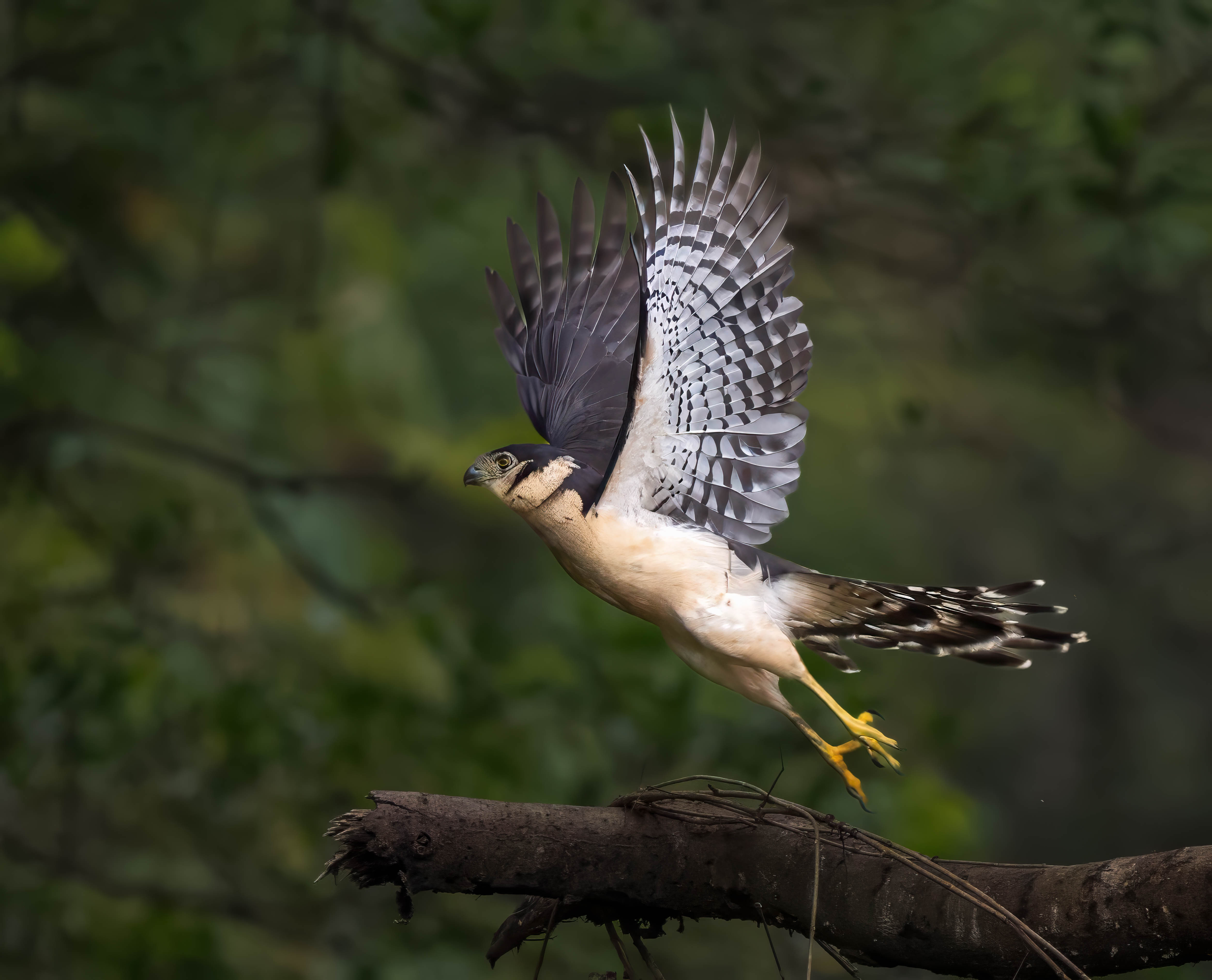 Collared forest falcon in rainforest canopy, osa peninsula, costa rica