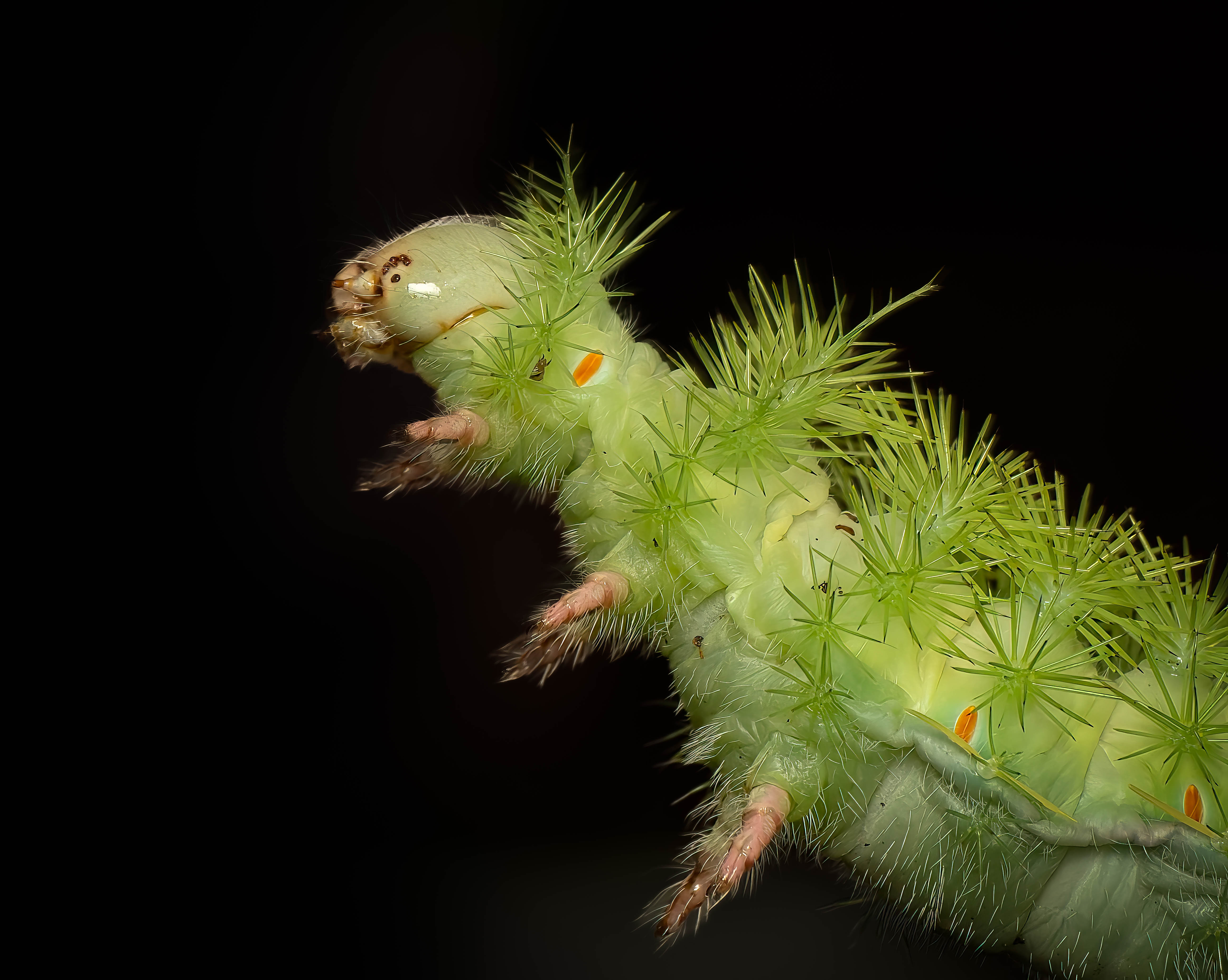 Caterpillar