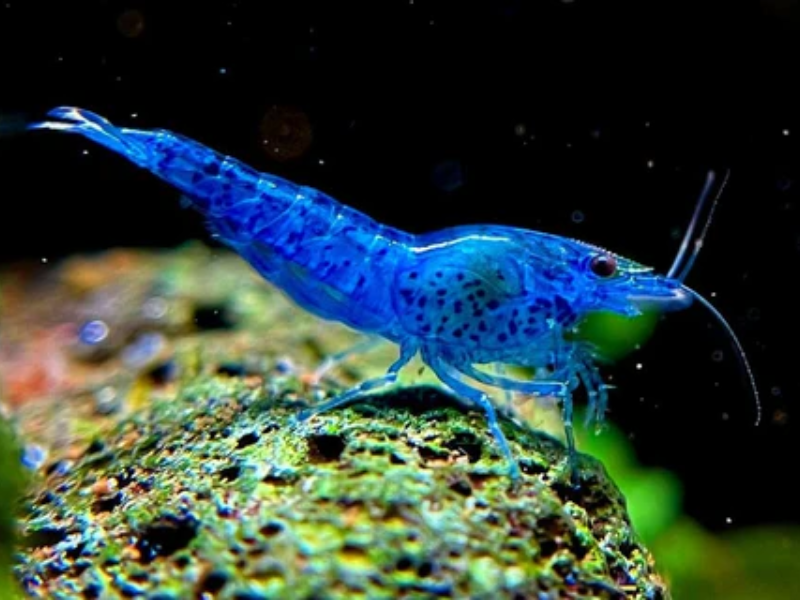 Image of Neocaridina davidi Image of Neocaridina davidi