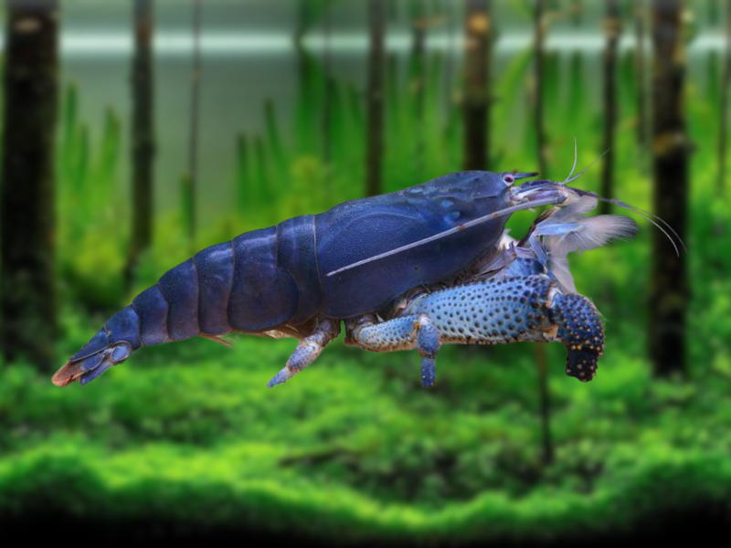 Image of Atya gabonensis Image of Atya gabonensis