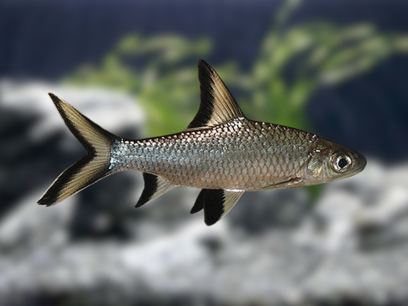 Image of Balantiocheilos melanopterus Image of Balantiocheilos melanopterus