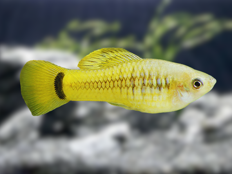 Image of Xiphophorus variatus Image of Xiphophorus variatus