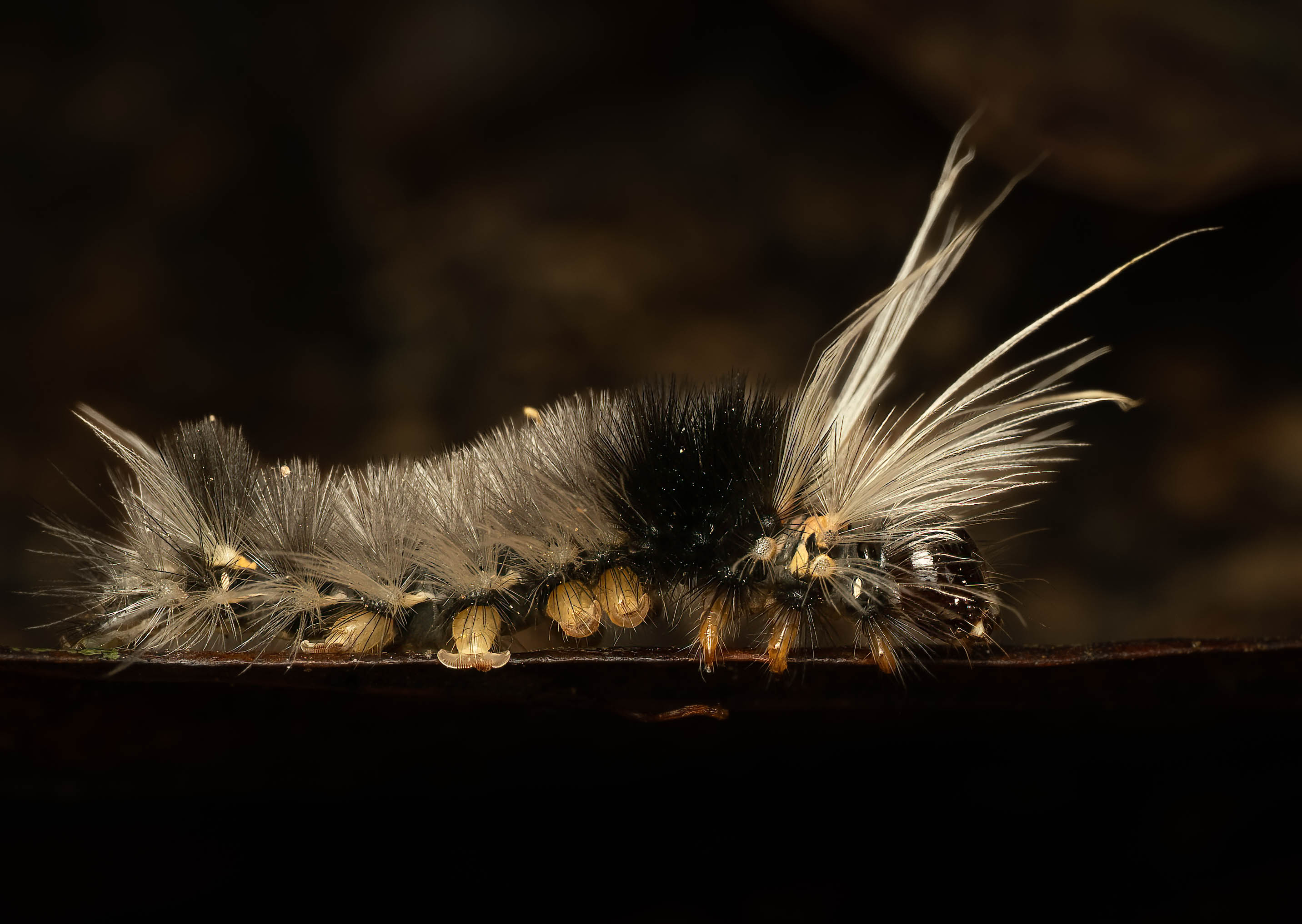 Caterpillar
