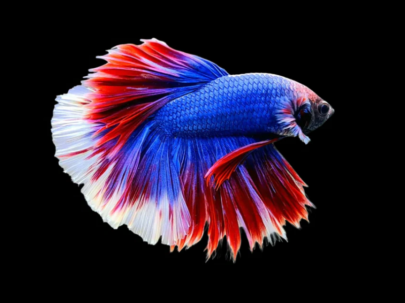 Image of Betta splendens Image of Betta splendens