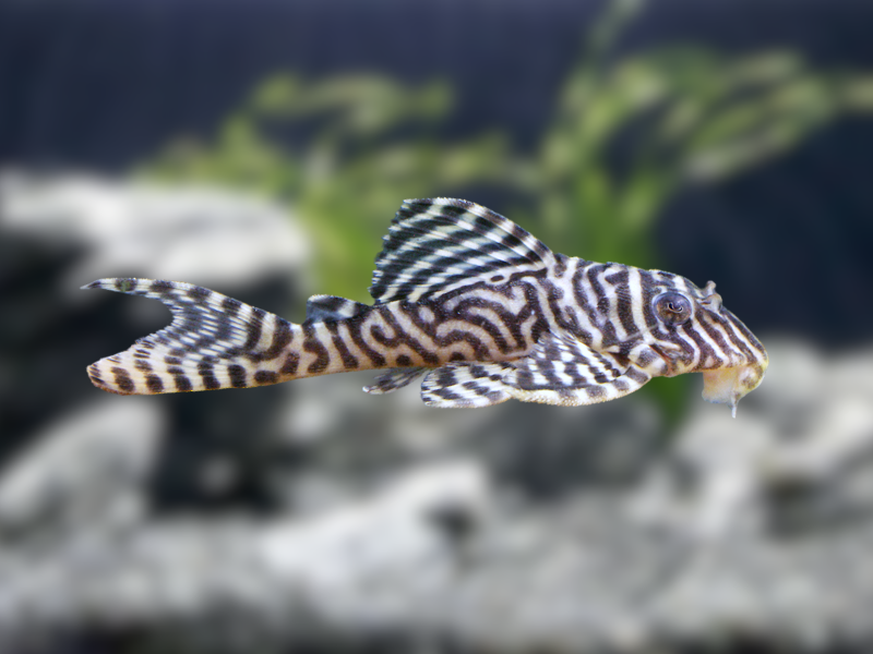 Image of Hypancistrus seideli Image of Hypancistrus seideli