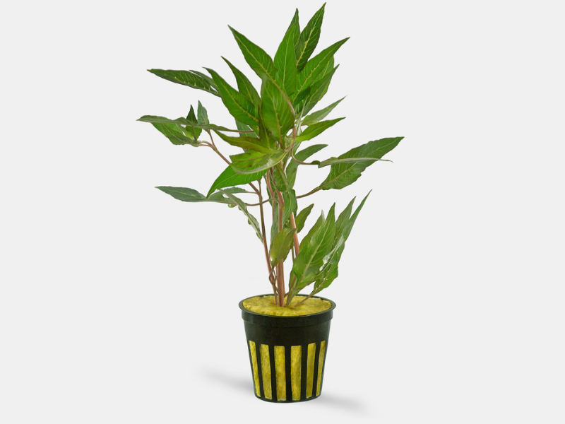 Image of Hygrophila salicifolia Image of Hygrophila salicifolia