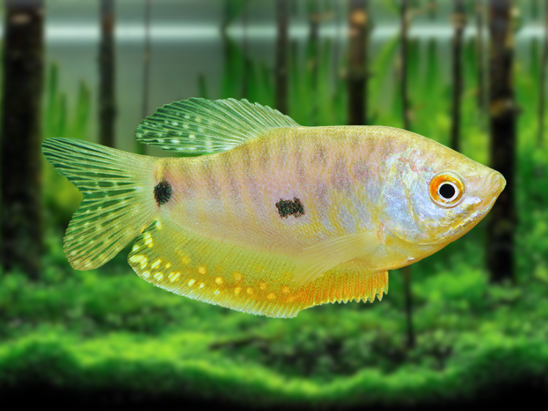 Image of Trichopodus trichopterus Image of Trichopodus trichopterus