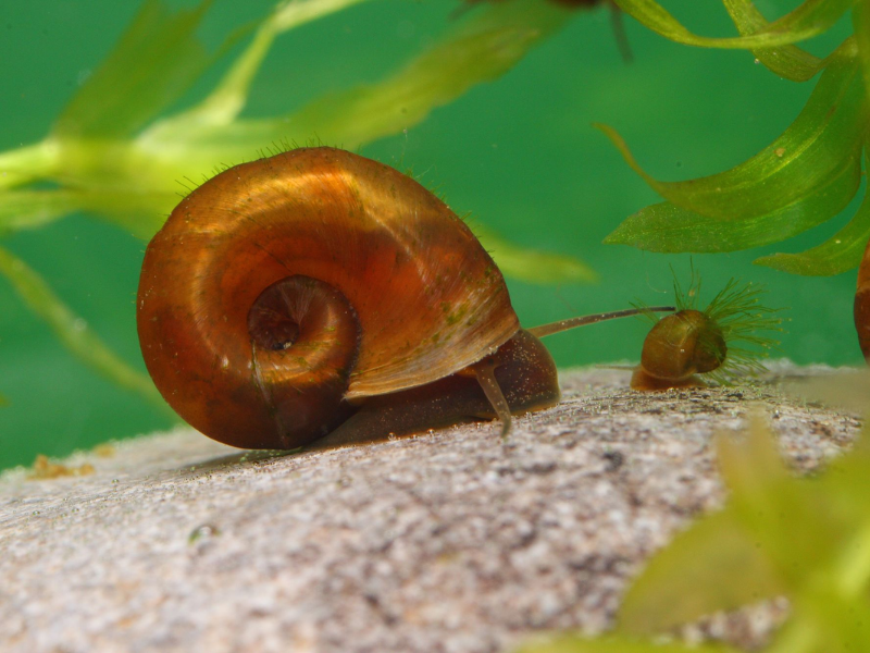 Image of Planorbarius corneus Image of Planorbarius corneus