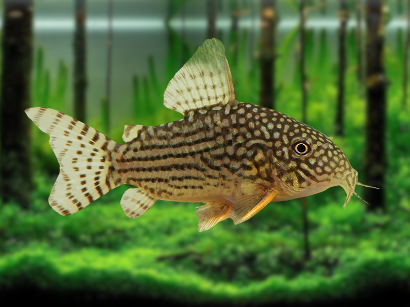 Image of Hoplisoma sterbai Image of Hoplisoma sterbai
