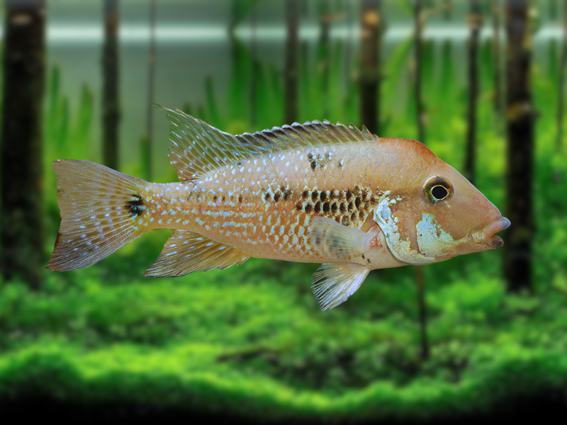 Image of Geophagus steindachneri Image of Geophagus steindachneri