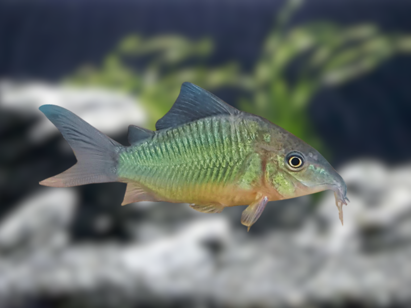 Image of Brochis splendens Image of Brochis splendens