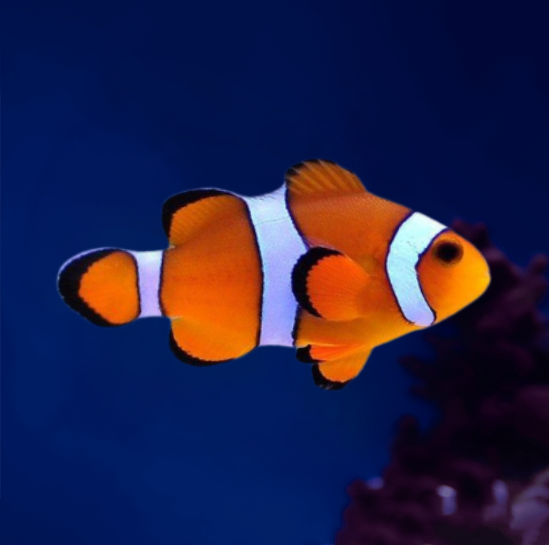 Image of Amphiprion ocellaris Image of Amphiprion ocellaris