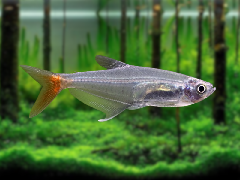 Image of Prionobrama filigera Image of Prionobrama filigera