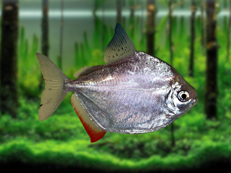 Image of Myleus argenteus Image of Myleus argenteus