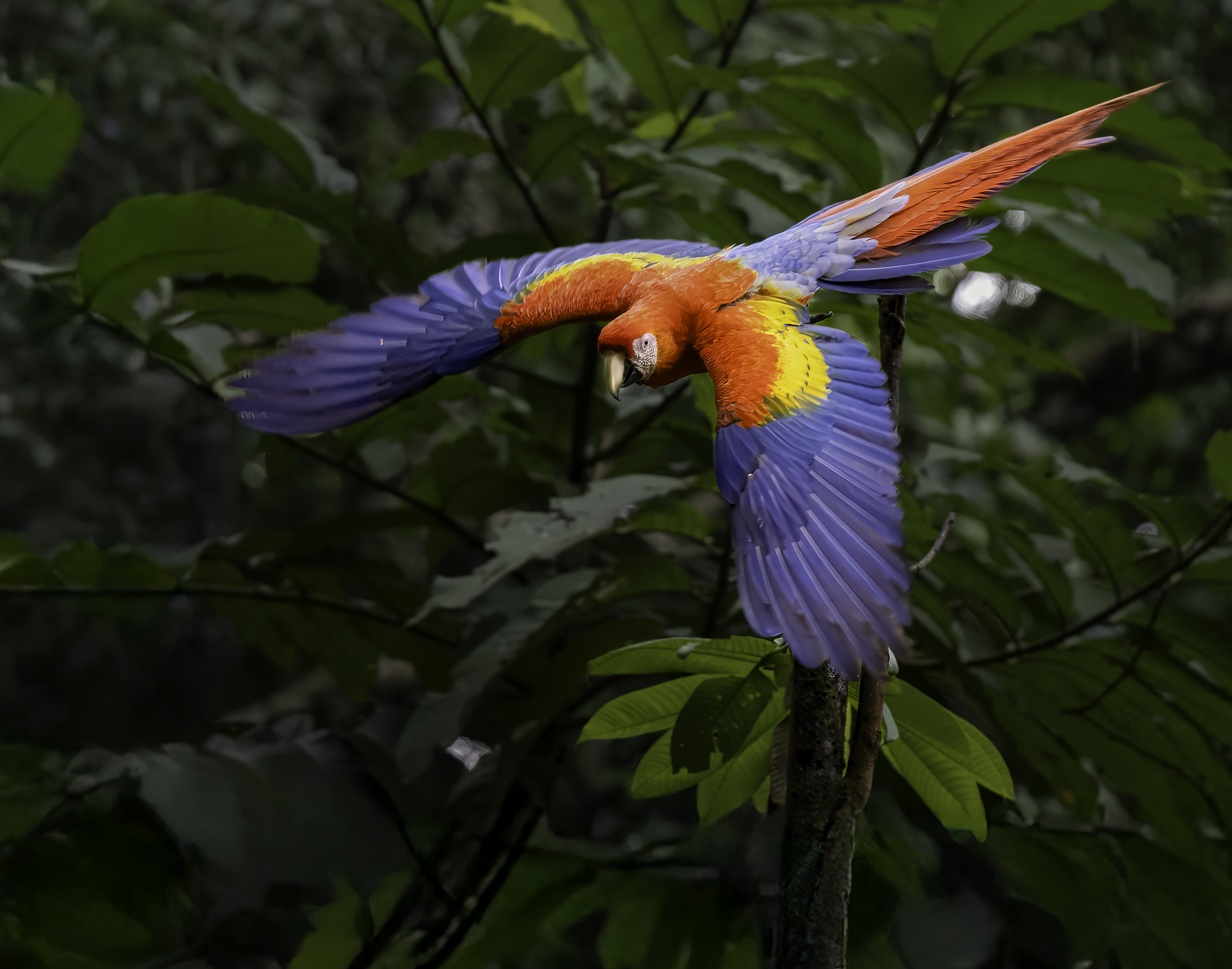 Scarlet macaw in rainforest canopy, osa peninsula, costa rica