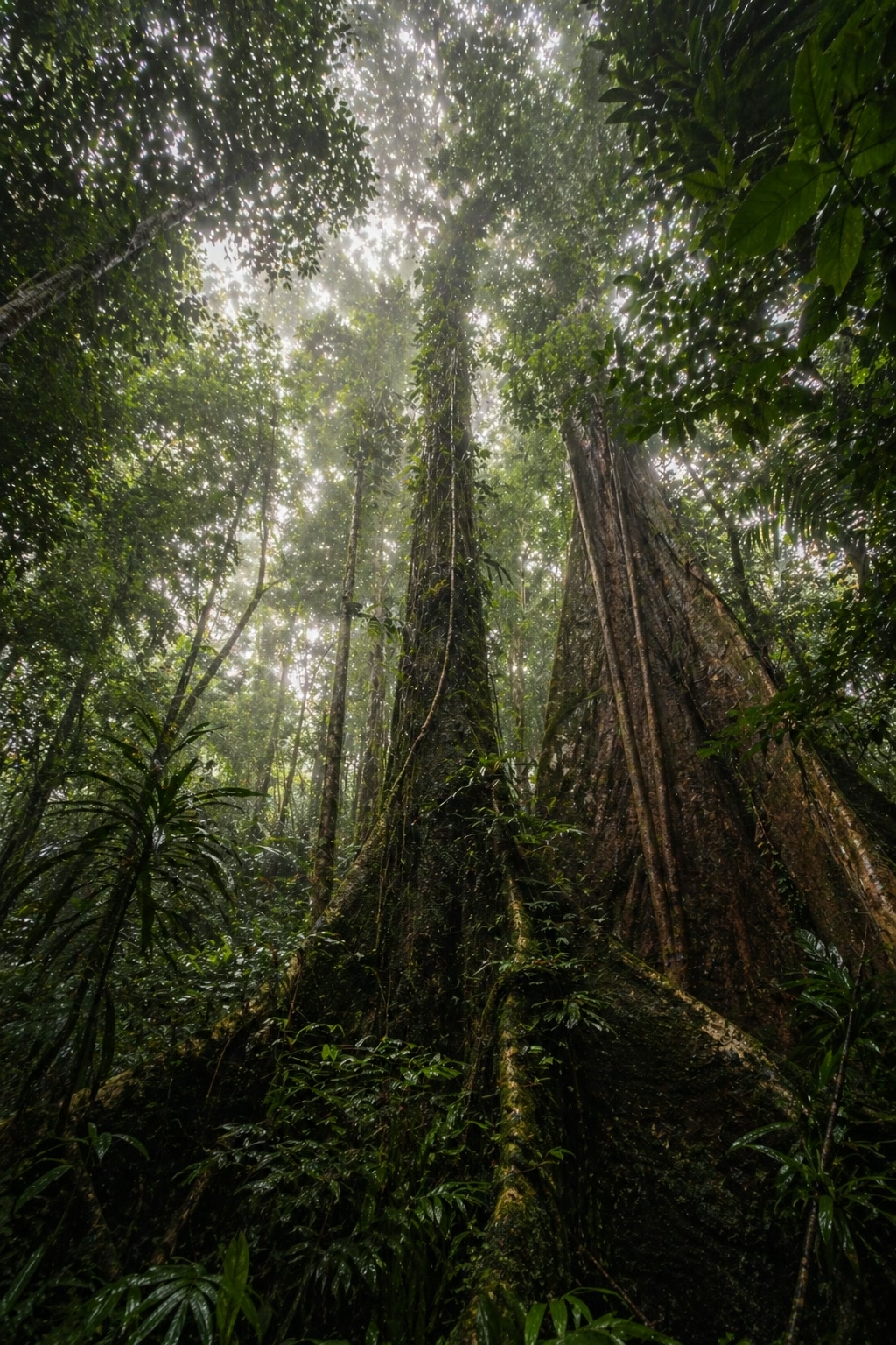 Landscape on the osa peninsula