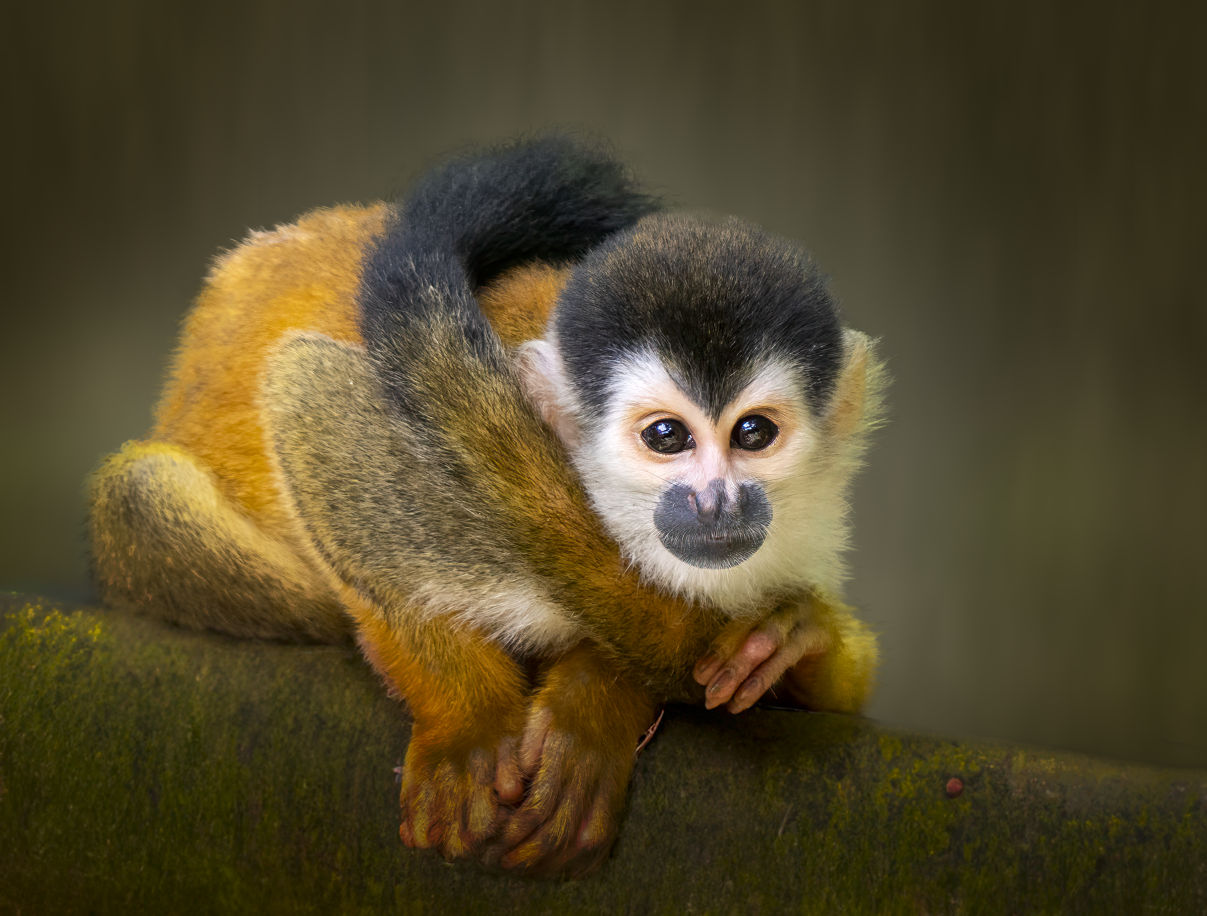 Squirrel monkey in tropical rainforest, osa peninsula, costa rica