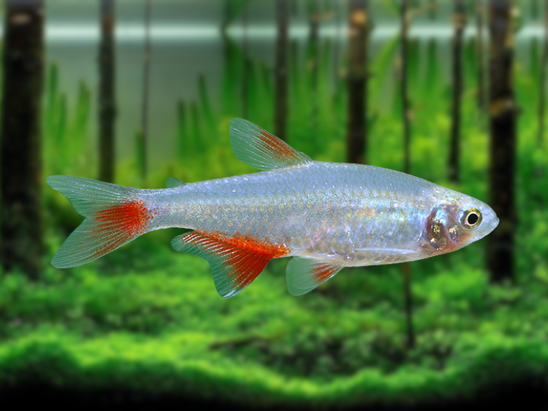 Image of Aphyocharax anisitsi Image of Aphyocharax anisitsi