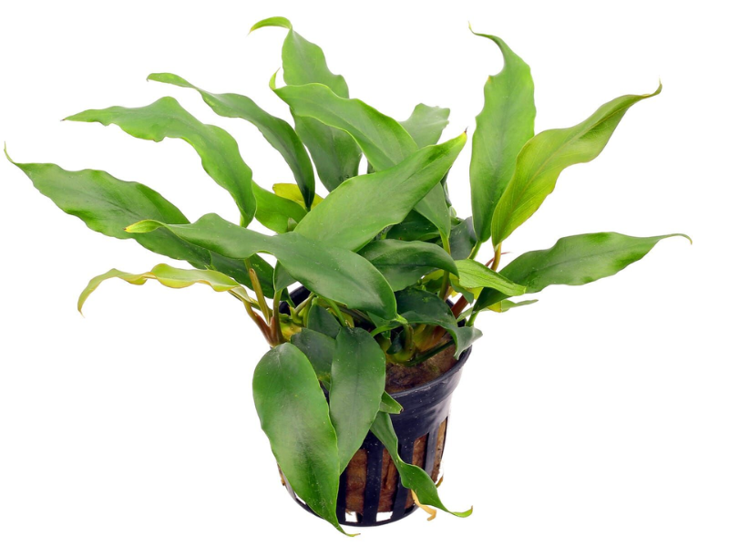 Image of Anubias minima Image of Anubias minima