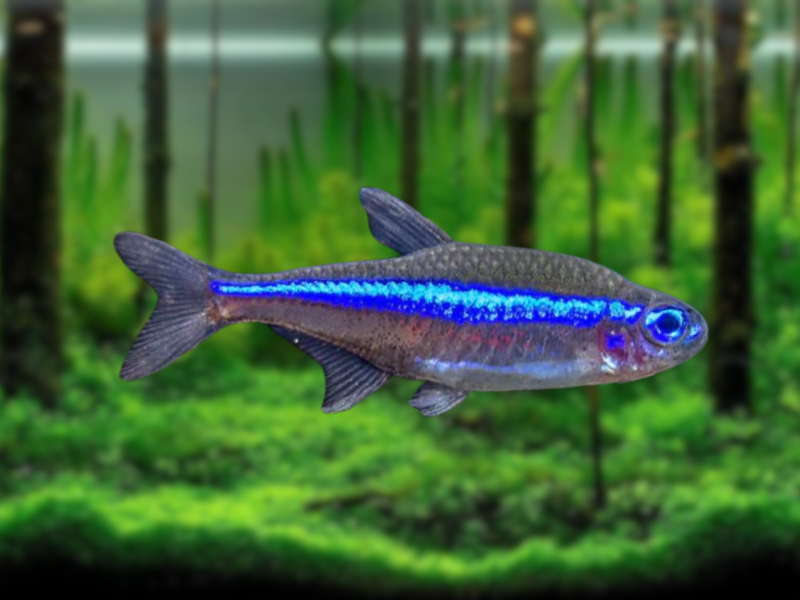 Image of Paracheirodon simulans Image of Paracheirodon simulans