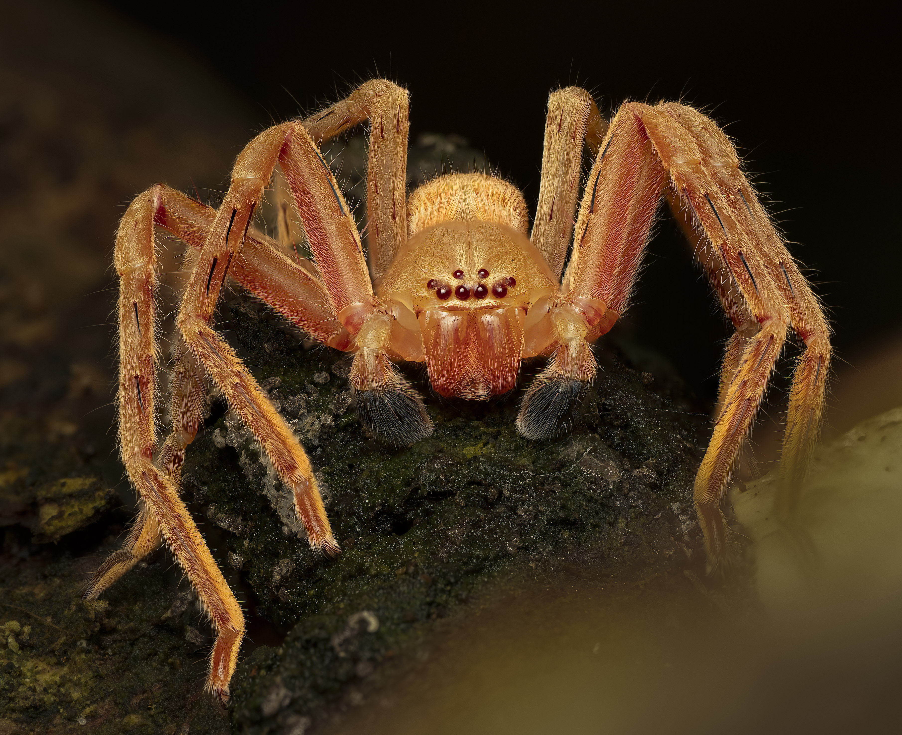 Spider
