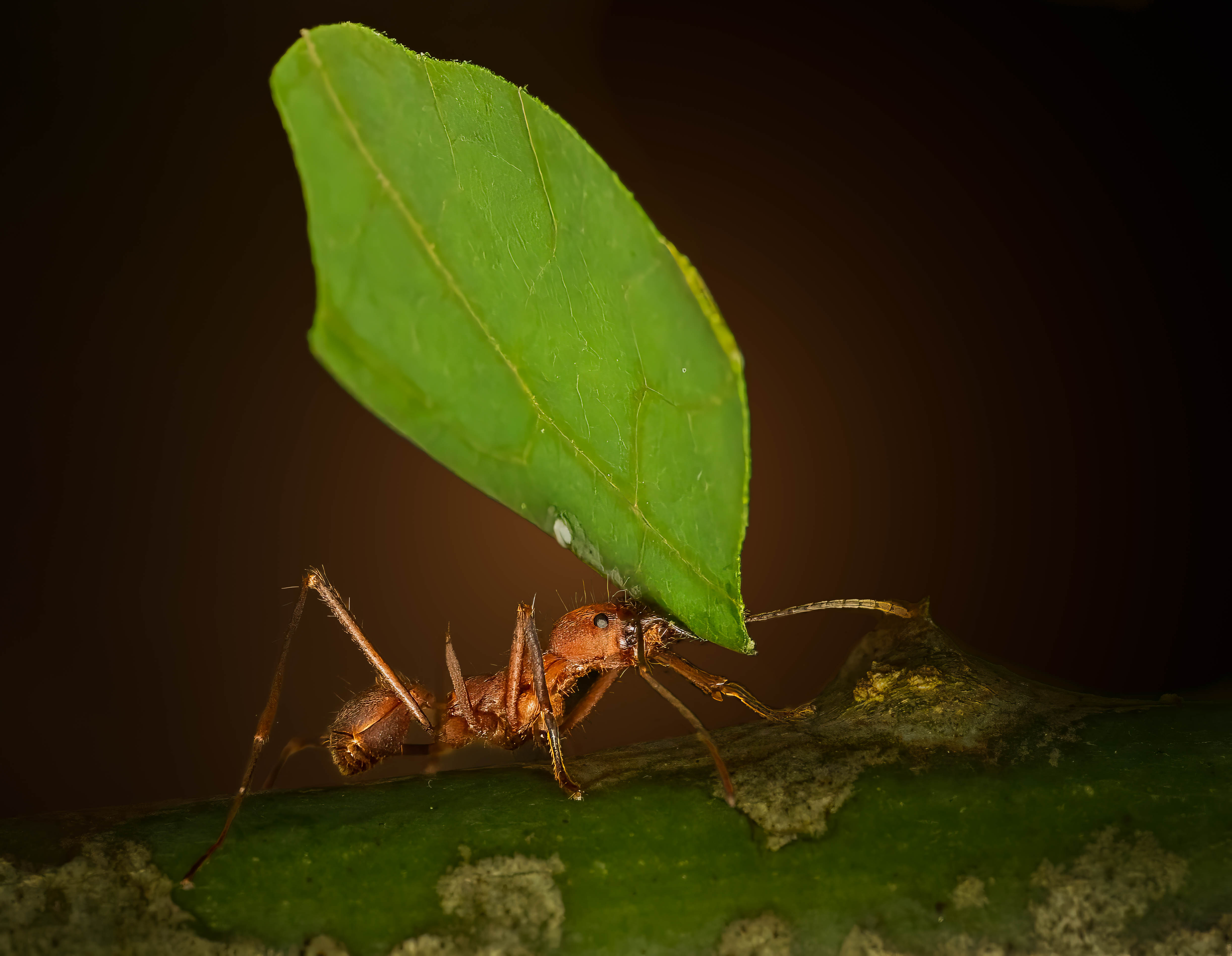 Leaf cutter ant