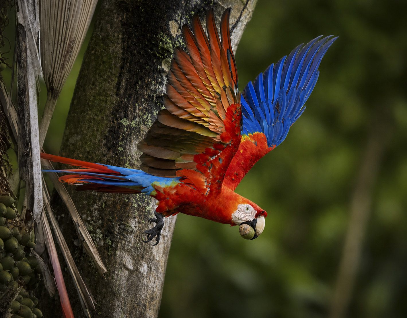 Scarlet macaw in rainforest canopy, osa peninsula, costa rica