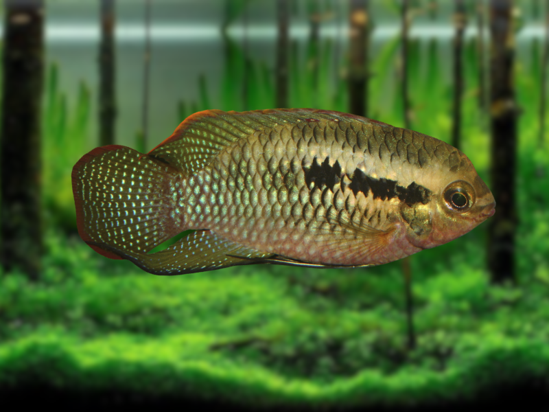Image of Laetacara dorsigera Image of Laetacara dorsigera